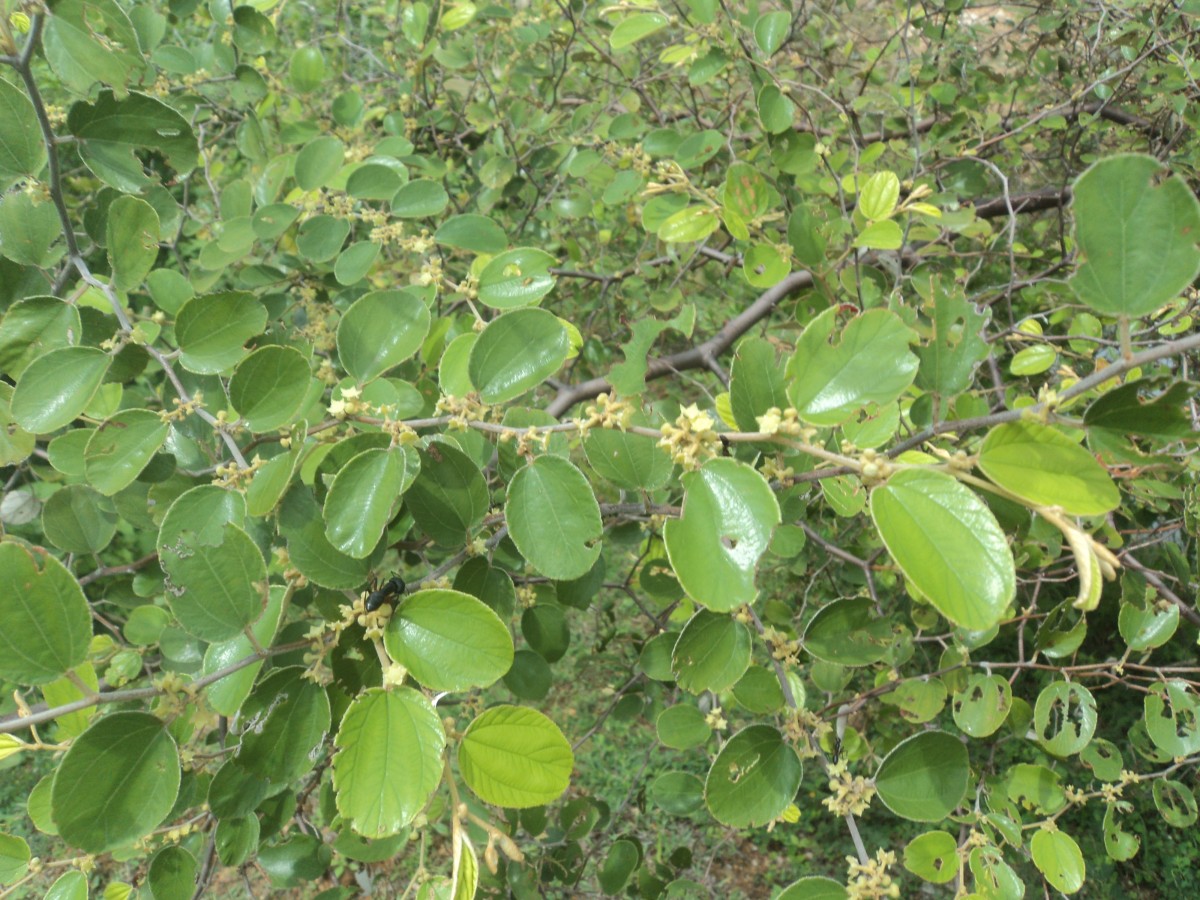 Ziziphus mauritiana Lam.